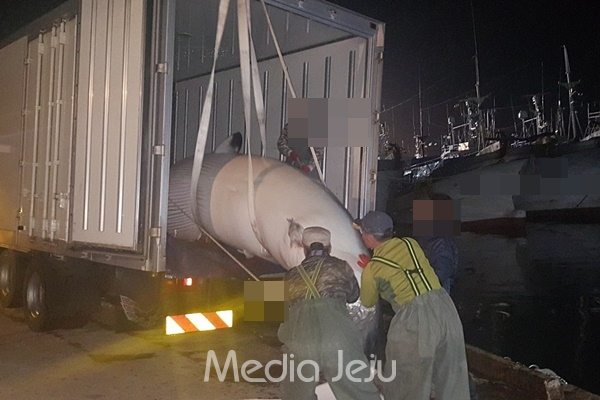 지난 16일 오후 서귀포항에서 죽은 밍크고래를 옮기고 있다. [서귀포해양경찰서 제공]