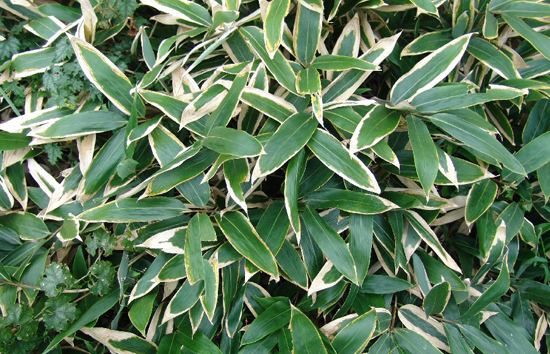 조릿대는 대나무과의 식물로 풀의 특성과 나무의 특성을 가진 식물이다.