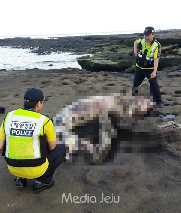 제주 서귀포해양경찰서 소속 해경들이 지난 13일 발견된 고래 사체의 몸 길이를 재고 있다. [서귀포해양경찰서 제공]