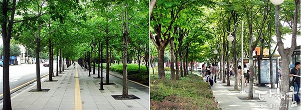 대구시의 가로수. 한줄도 아니고 2줄, 3줄이다. 국책보상로(왼쪽)와 2.28기념공원. ⓒ대구시 블로그 '다채움'