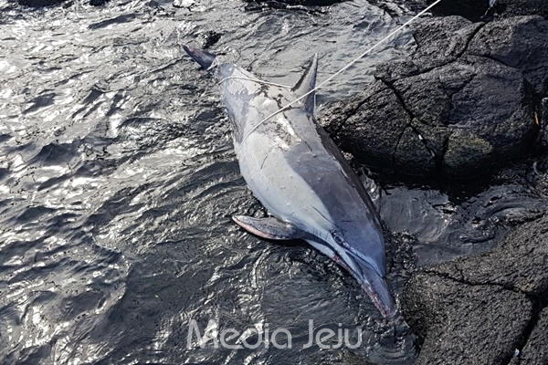 22일 제주시 구좌읍 해안에서 발견된 참돌고래 사체. [제주해양경찰서 제공]