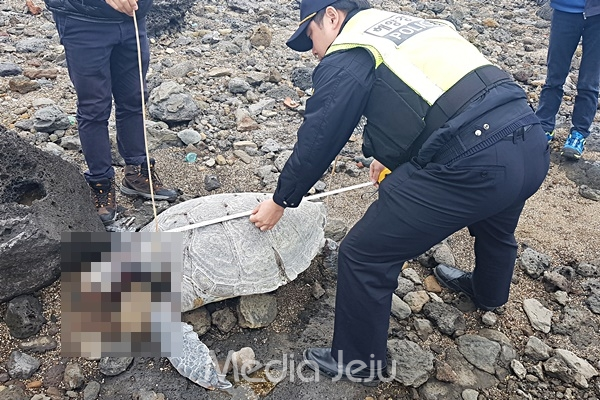 제주 서귀포해양경찰서 관계자가 25일 강정포구 인근 해안가에서 발견된 푸른바다거북 사체 크기를 측정하고 있다. [서귀포해양경찰서]