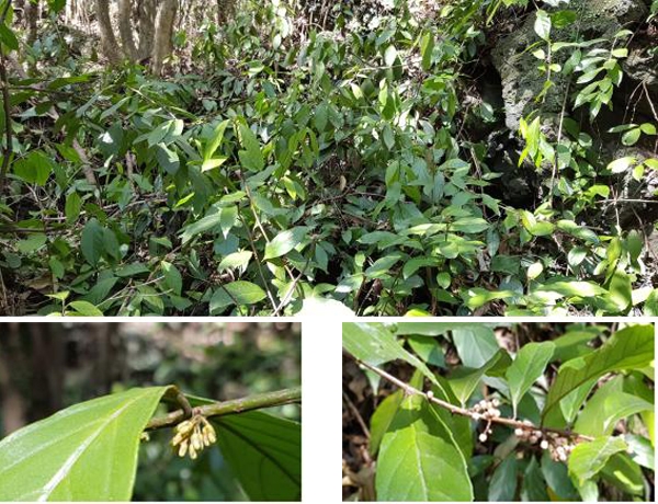빌레나무 자생지(사진 위)와 빌레나무 꽃(사진 왼쪽 아래), 빌레나무 열매(사진 오른쪽 아래). /사진=환경부 국립생물자원관