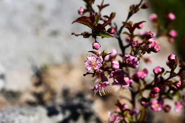 미니벚나무 꽃이 피는 모습. /사진=난대·아열대산림연구소