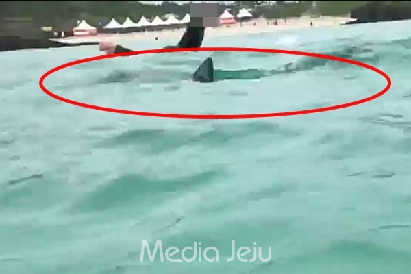 지난 8일 제주시 함덕해수욕장에서 발견된 상어가 서핑객 옆을 지나고 있는 모습. /사진=조천읍사무소