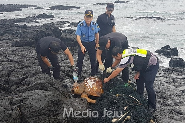서귀포해양경찰서 관계자들이 27일 오전 서귀포시 성산읍 온평리 해안에서 폐그물에 걸려 있는 바다거북을 구조하고 있다. [서귀포해양경찰서]