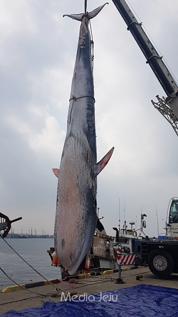 지난 22일 오후 제주 비양도 북서쪽 약 40km 해상에서 죽은 채 발견된 몸길이 15.5m의 고래. [제주해양경찰서]