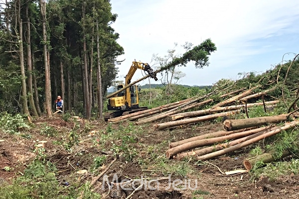 제주도가 지난해 5월 30일 중단된 제주시 비자림로 확장 공사를 재개했다가 영산강유역환경청으로부터 과태료 처분을 받게 됐다. 사진은 사업 구간 삼나무 벌목 모습. © 미디어제주