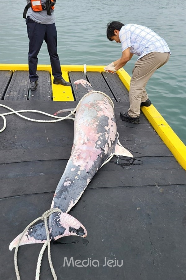 28일 오전 제주시 한림읍 귀덕리 앞 바다에서 발견된 남방큰돌고래 사체. [제주해양경찰서]