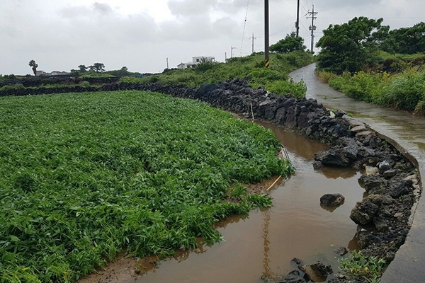 제주의 한 월동채소 재배지가 8월 말부터 9월 초까지 제주에 영향을 미친 3개의 태풍에 따른 비로 침수돼 있다.