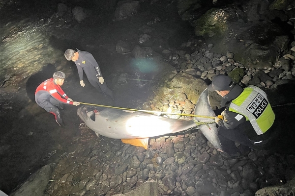 지난 5일 밤 11시57분께 제주시 애월읍 하귀2리 미수포구 인근 해안에서 발견된 밍크고래의 모습. /사진=제주해양경찰서