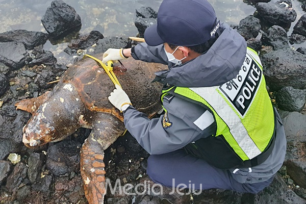지난 4일 오후 제주시 한경면 두모리 해안에서 발견된 붉은바다거북 사체. [제주해양경찰서]