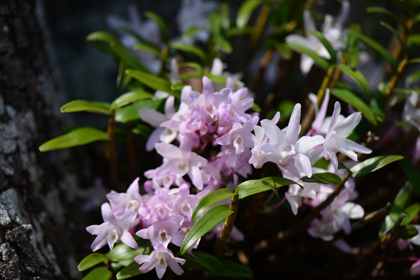 지난 5월초 꽃을 피운 석곡의 모습. /사진=난대아열대연구소