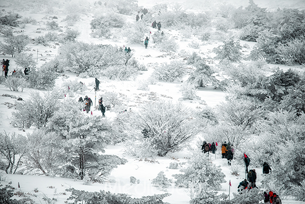 한라산 어리목 탐방로를 오르고 있는 탐방객들.