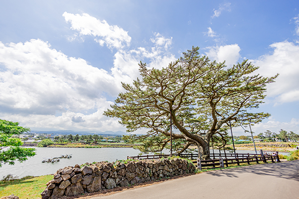 400년 넘게 수산리 마을을 지키고 있는 천연기념물 곰솔나무. /사진=제주관광공사