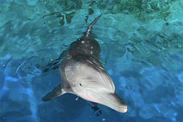 2005년 한림읍 앞바다에서 혼획된 후 수족관에서 지내던 남방큰돌고래 '비봉이' /사진=핫핑크돌핀스.