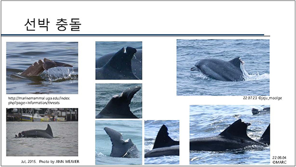 관광선박과 제트스키 등에 의해 다친 것으로 추정되는 남방큰돌고래의 모습. /사진=해양동물생태보전연구소.