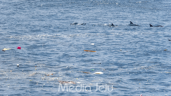 지난 17일 서귀포시 대정읍 신도리 앞바다에 많은 해상쓰레기들이 떠 있는 사이로 돌고래들이 헤엄을 치고 있다.
