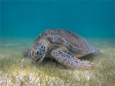 해초를 먹고 있는 푸른바다거북. /사진 출처=위키디피아