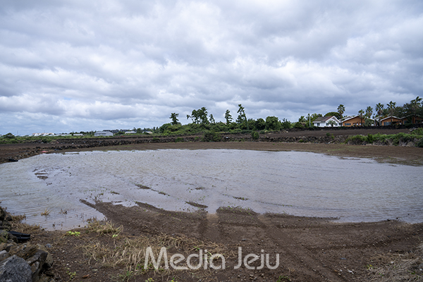 제11호 태풍 '힌남노'의 영향으로 제주 전역에 많은 비가 내린 가운데, 제주도 서귀포시 대정읍 사계리의 한 밭이 침수돼 있다.