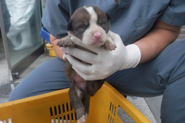 지난 6일 서귀포시 법환동에서 발견된 11마리의 강아지 중 한 마리. 제주에서는 이처럼 많은 수의 개가 한 번에 버려지는 등의 사례가 이어지고 있다. /사진=제주도 동물보호센터.