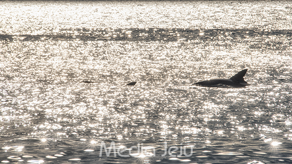 서귀포시 대정읍 신도리 앞바다에서 제주남방큰돌고래가 헤엄치고 있다. /사진=미디어제주.