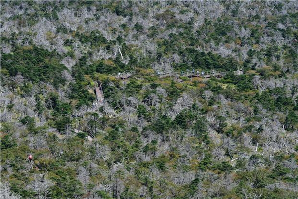 한라산 해발 1700m 일대 구상나무 집단 고사 현장의 모습. /사진=난대아열대산림연구소