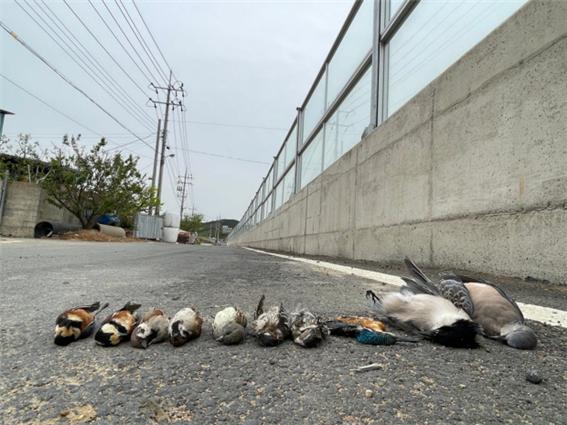 ▲ 하루 2만 마리의 새들이 인공구조물간 충돌로 죽고 있다.© 성난 비건