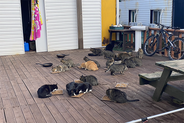마라도에 머물고 있는 고양이들. /사진=제주도 세계유산본부.