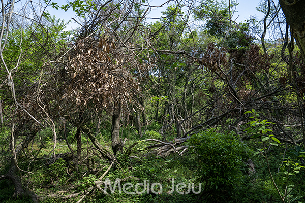 20일 저지곶자왈 일부 지역에서 나무의 상당수가 부러지거나 메말라 있는 모습이 확이노디고 있다. /사진=미디어제주.