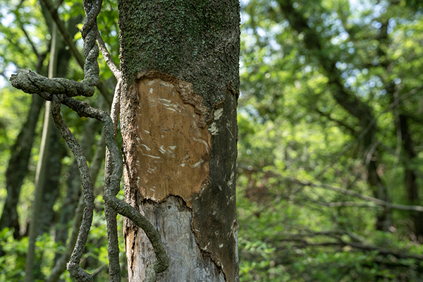 21일 저지곶자왈 내부 나무 중 일부에서는 최근 껍질이 벗겨진 것으로 보이는 흔적들이 발견되기도 했다. 아울러 방목된 말의 이발 자국으로 보이는 흔적들도 나타나 있다. /사진=미디어제주.