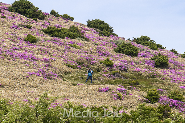 지난해 6월 4일 한라산 어리목 탐방로 만세동산 인근에서 탐방로를 100m 벗어나 사진을 찍고 있는 한 탐방객./사진=미디어제주.