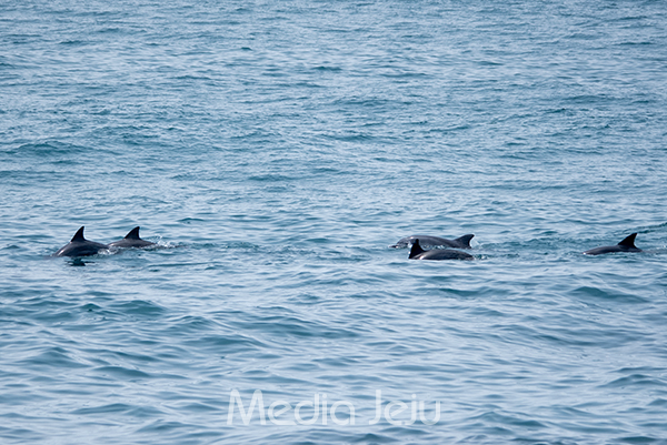 9일 오전 제주 서귀포시 대정읍 앞바다에서 많은 수의 남방큰돌고래가 무리를 이뤄 헤엄을 치고 있다.