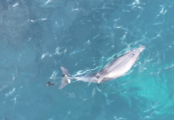 꼬리에 걸려 있던 낚싯줄 일부가 제거된 제주 남방큰돌고래 '종달'./사진=제주돌고래 긴급구조단(무단 복제 및 배포, DB화 금지)