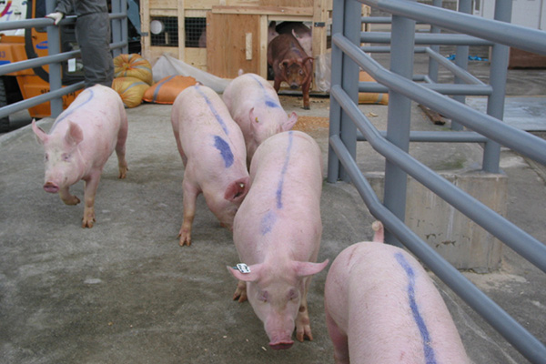 사진은 제주도내에서 사육되는 돼지들. /사진=제주특별자치도.