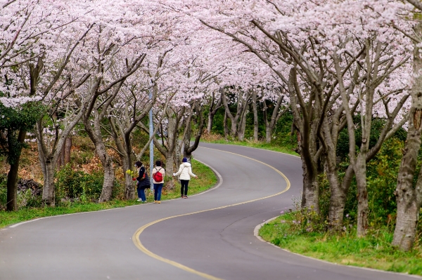 성산읍 신풍리 벚꽃터널 축제가 오는 30일과 31일 이틀간 신풍리 레포츠공원 일대에서 열린다. 사진은 지난해 벚꽃터널 모습. /사진=서귀포시