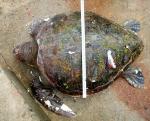 서귀포시 해안가서 죽은 바다거북  발견