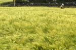 쑥쑥 팔려나가는 가파도 쌀보리 ‘무농약 섬 추진’