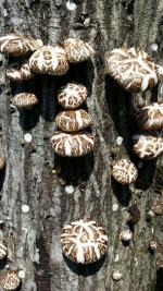 제주 표고버섯 역사 “다큐멘터리로 만든다”