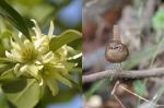 3월 제주 꽃과 새, ‘붓순나무’ ‘굴뚝새’