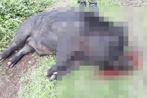 제주경찰 올레코스 출몰 '체중 300kg 멧돼지' 사살