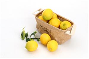 우리나라 개발 제1호 레몬 ‘제라몬’ 제주서 보급