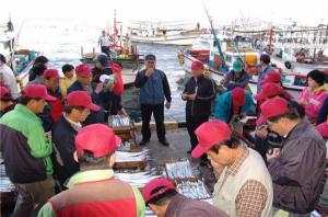 상반기 제주 연근해 어선어업 어획량 작년보다 26% 늘어