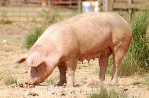 9일부터 타시도산 돼지고기‧생산물 반입 전면 금지