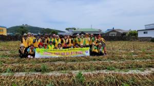 대한적십자사봉사회서귀포시지구협의회 마늘수확 일손돕기 봉사