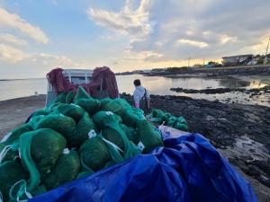 제주 해안의 골칫덩이 구멍갈파래 “사료첨가제로 활용 가능”