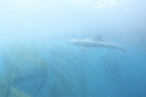 수족관 마지막 남방큰돌고래 비봉이, 고향 제주바다로 돌아가