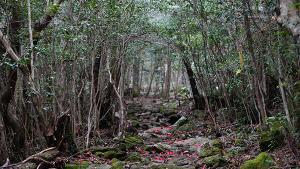 제주의 자연과 역사를 담은 한라산둘레길, 국가숲길로 지정