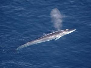 대왕고래와 붉은바다거북은  다시 제주바다로 돌아올 수 있을까?