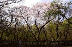 "한라산의 봄 느끼세요" ... '왕벚나무 이야기' 특별 프로그램 운영